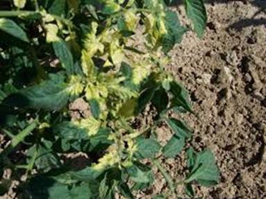 A tomato plant with herbicide damage